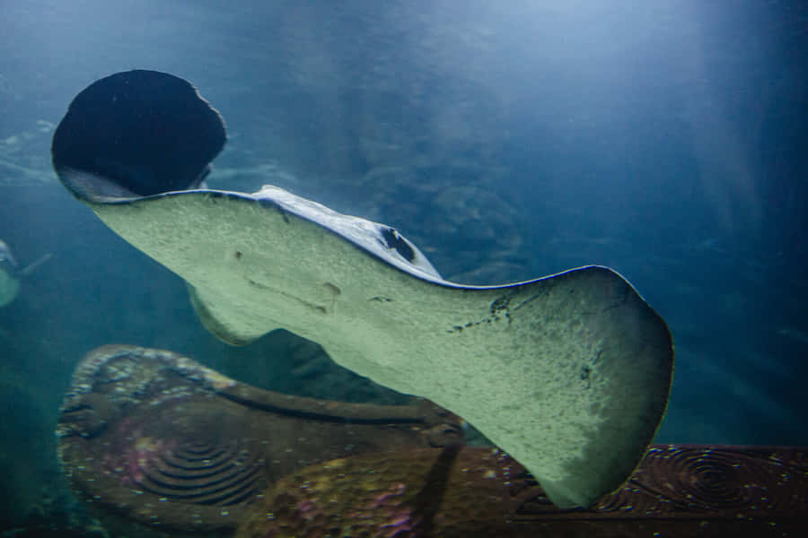 Majestic Stingray In Deep Blue Sea Wallpaper