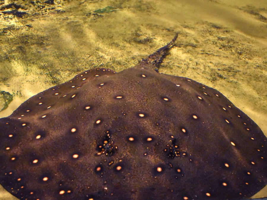 Majestic Stingray Swimming In Crystal Clear Waters Wallpaper