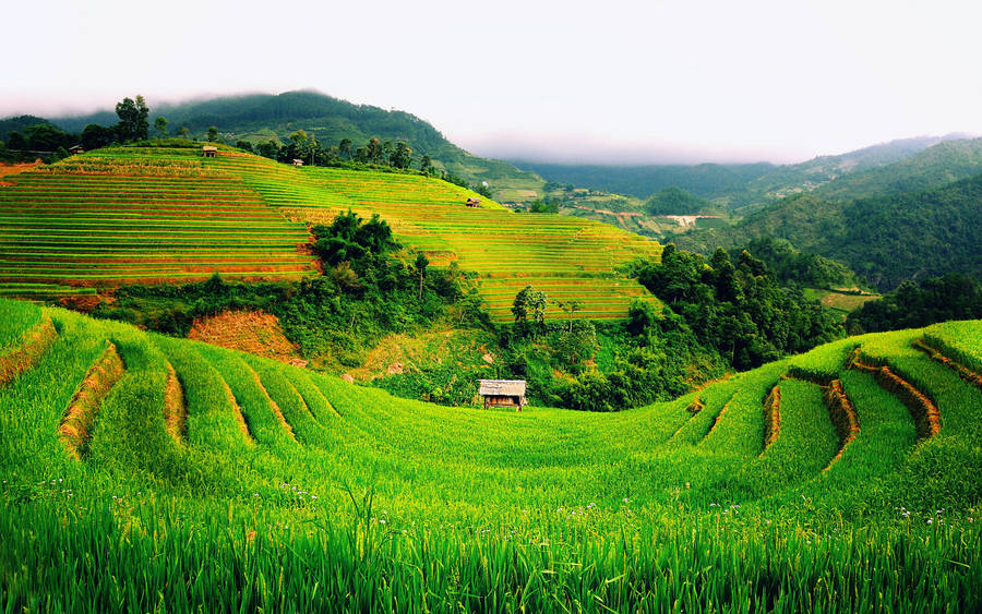 Majestic Terraced Rice Fields In Vietnam Wallpaper