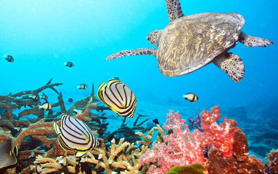 Majestic Underwater Journey Of A Sea Turtle Wallpaper