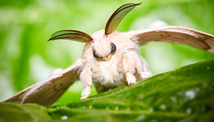 Majestic Venezuelan Poodle Silkmoth Perched On A Stick Wallpaper