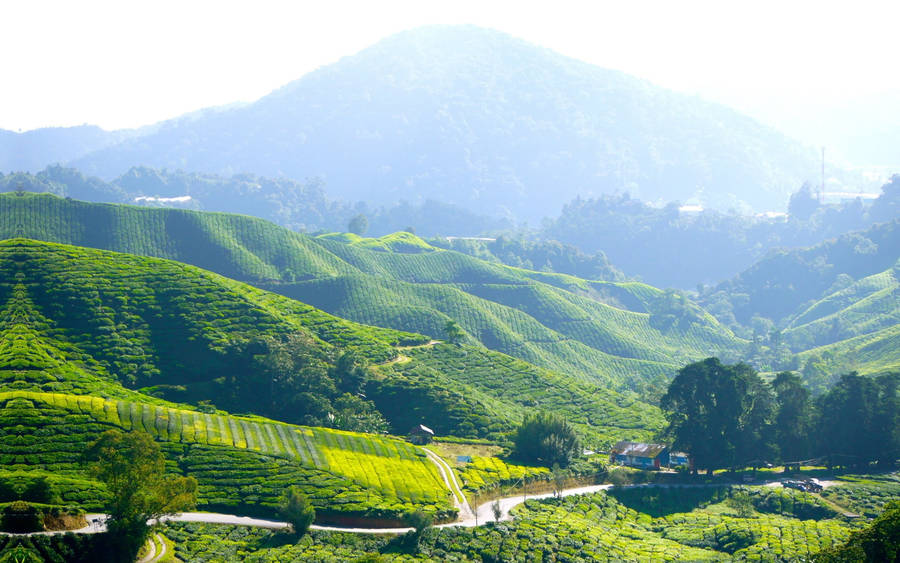 Majestic View Of Cameron Highlands Tea Garden Wallpaper