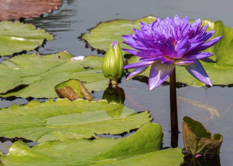 Majestic Water Lily Basking In Sunshine Wallpaper