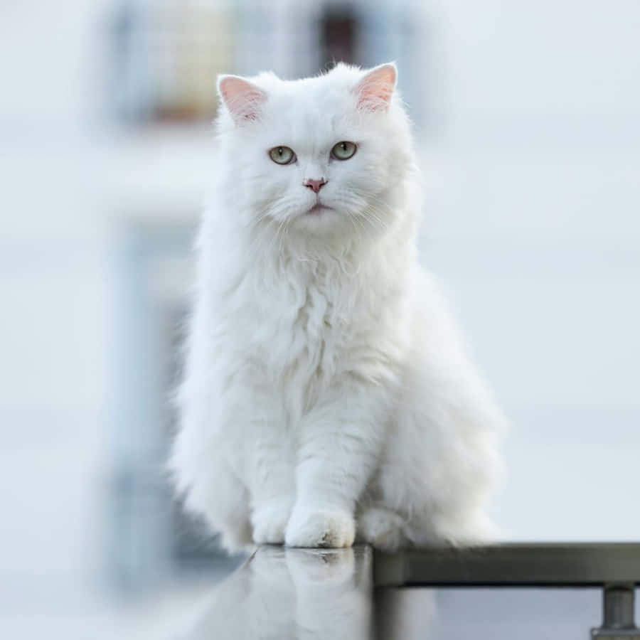 Majestic White Cat Sitting Wallpaper