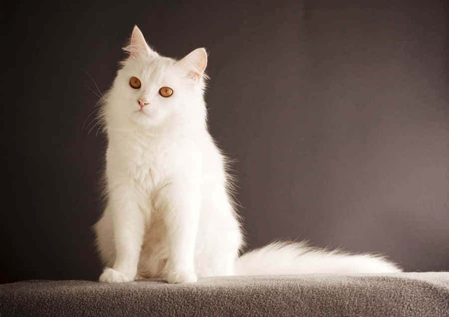 Majestic White Catwith Golden Eyes Wallpaper