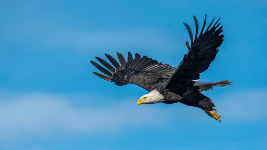 Majestic White-headed Eagle Soaring High Wallpaper