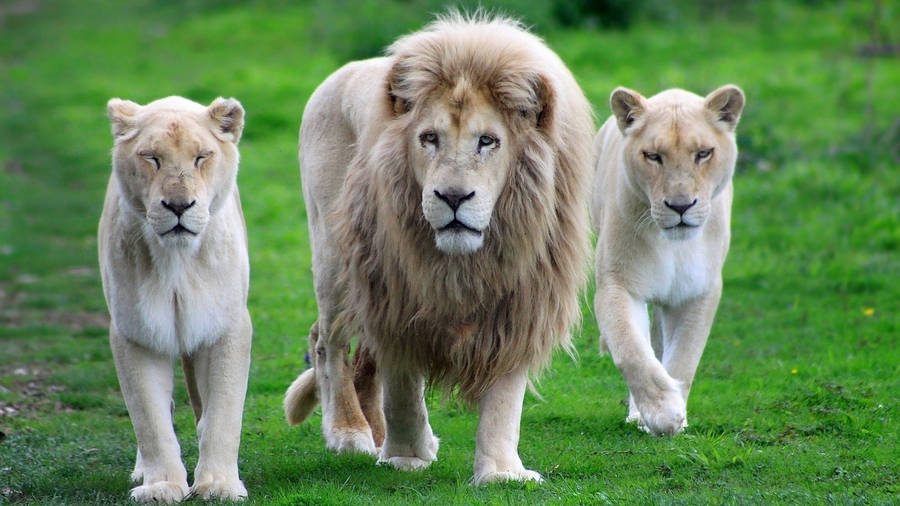 Majestic White Lions Lounging In Verdant Pasture Wallpaper