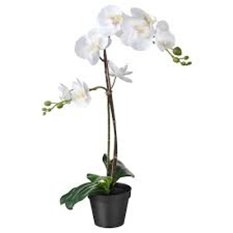 Majestic White Orchid Plant Wallpaper