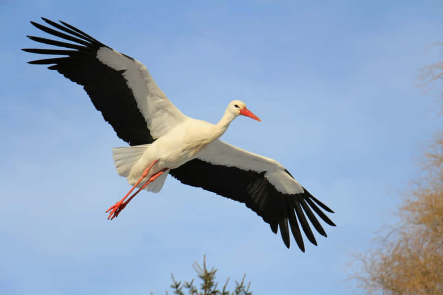 Majestic White Stork In Flight Wallpaper