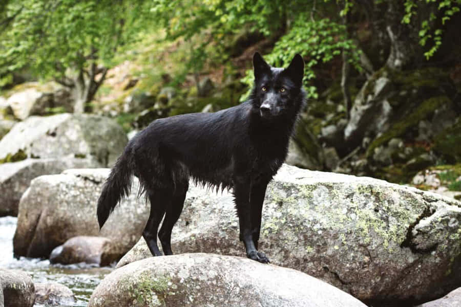 Majestic Wolfdog In The Wild Wallpaper