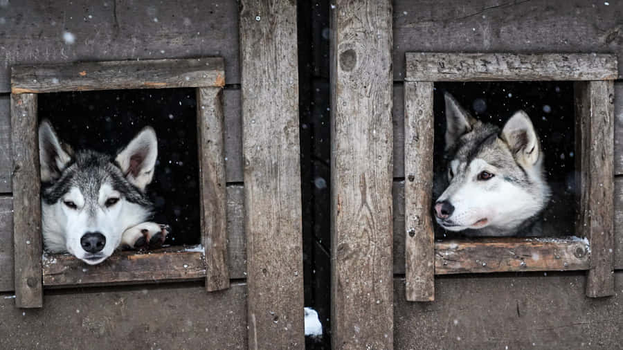 Majestic Wolfdog In Wilderness Wallpaper