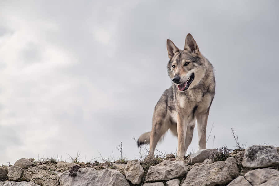 Majestic Wolfdog Staring Intently In A Forest Wallpaper