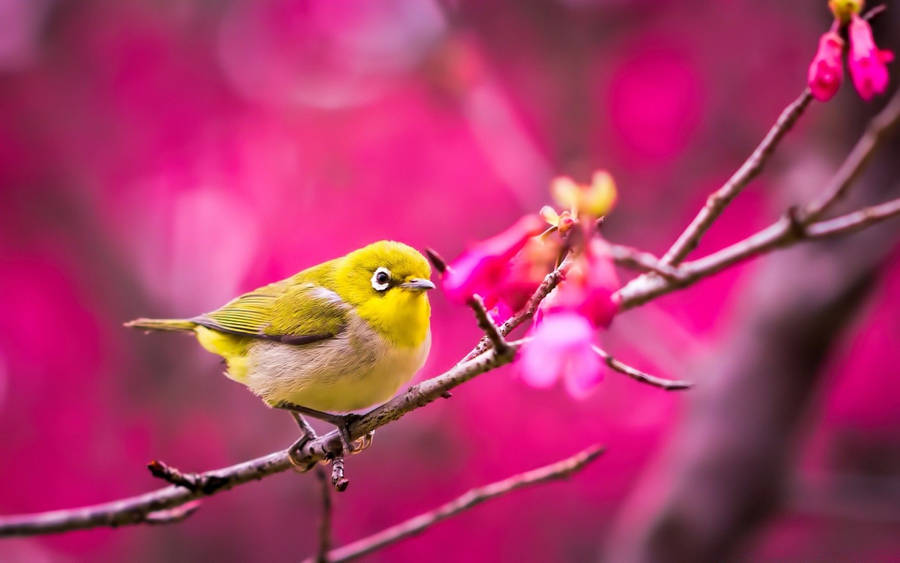 Majestic Yellow Bird Preening Its Fluffy Feathers Wallpaper