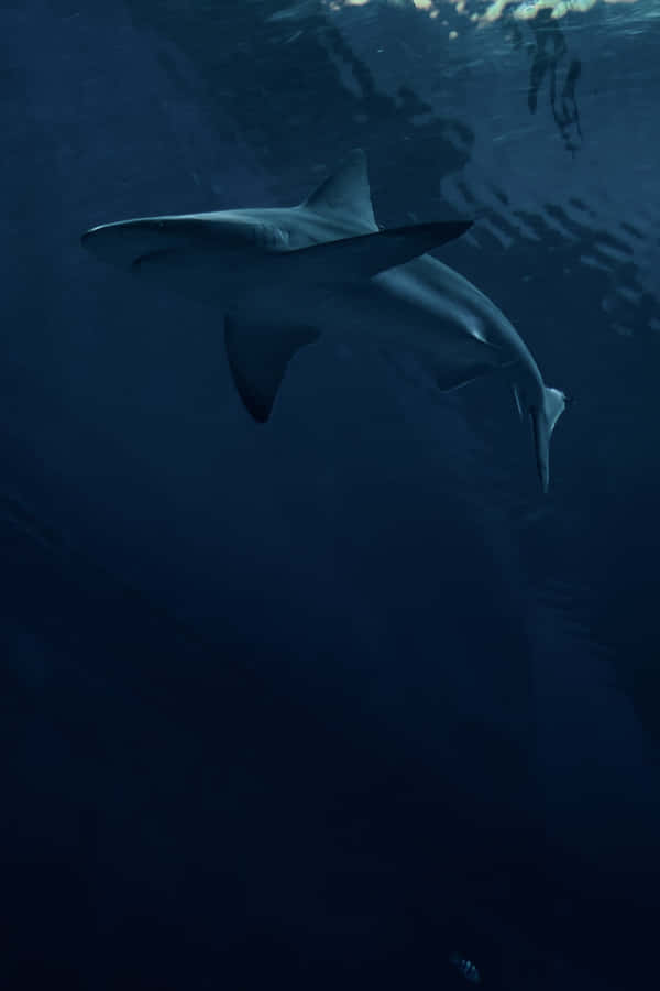 Make A Splash With Cool Shark! Wallpaper