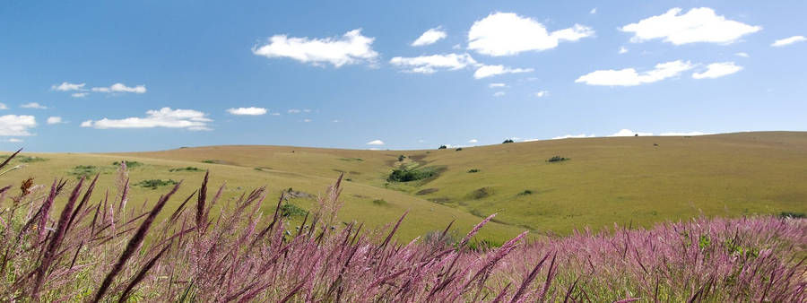 Malawi Grass Field Flowers Wallpaper