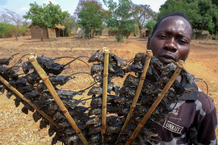 Malawi Soldier Holding Fried Rats Wallpaper