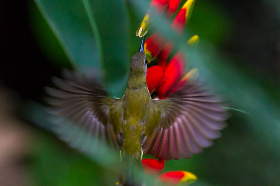 Malaysian Humming Bird Wallpaper