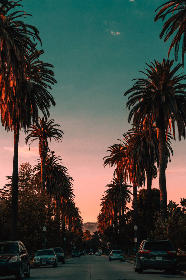 Malibu Rows Of Palm Trees Wallpaper