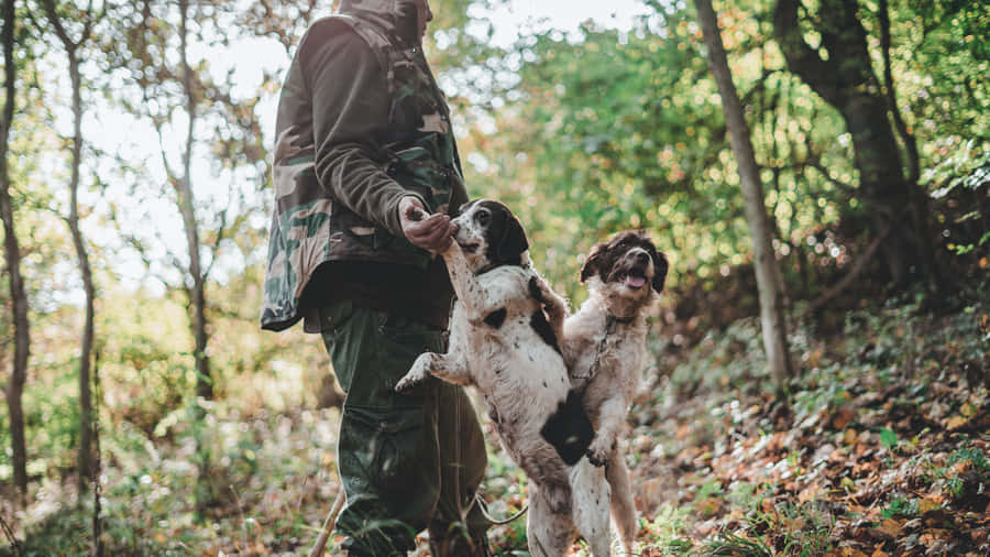 Man And Dogs Hunting Desktop Wallpaper