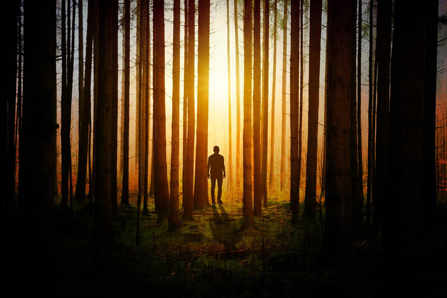 Man In The Woods Wallpaper