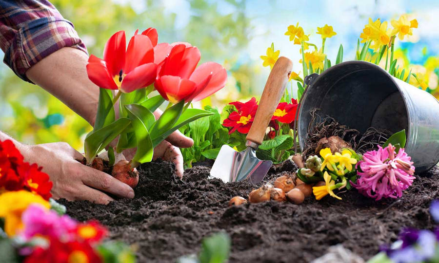 Man's Hand Gardening Close-up Wallpaper