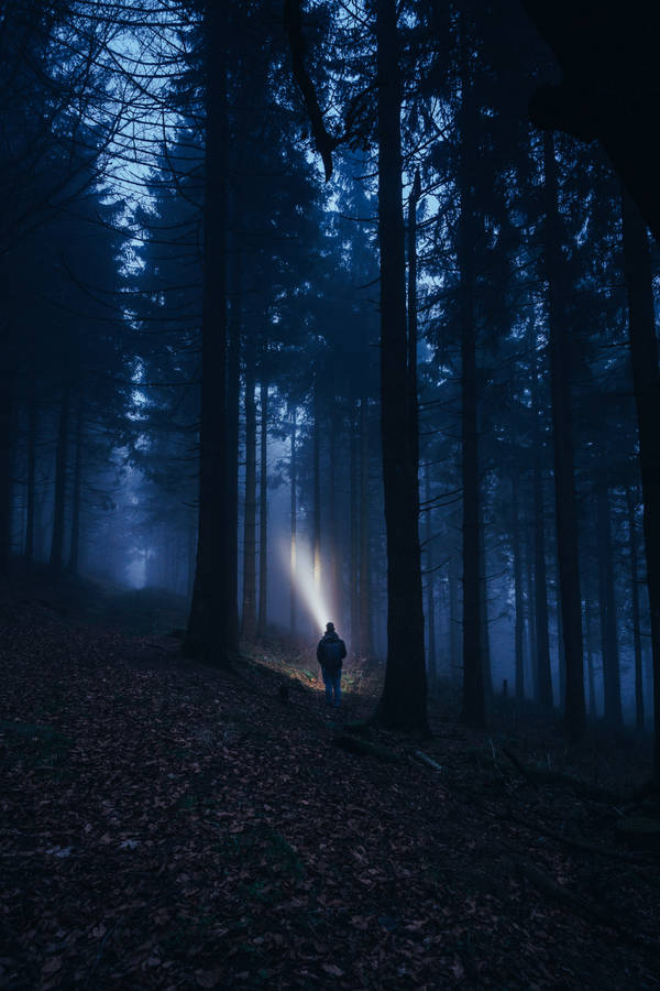Man With Flashlight Dark Forest Wallpaper
