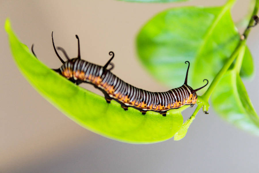 Mandevilla Black Caterpillar Wallpaper