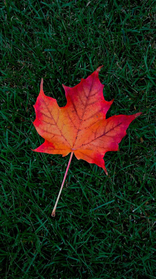 Maple Leaf On Grass Fall Iphone Wallpaper