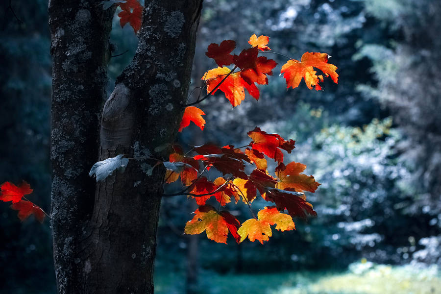 Maples Leaves And Sneakers Wallpaper