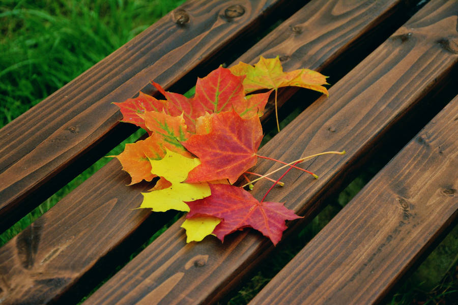 Maples Leaves On A Bench Wallpaper