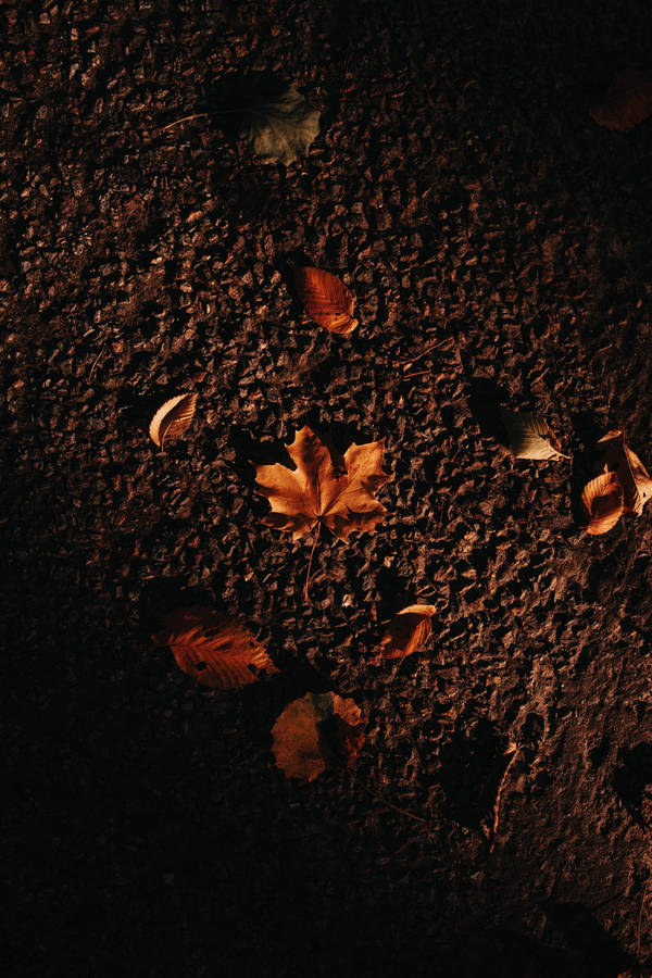 Maples Leaves On Dirt Ground Wallpaper