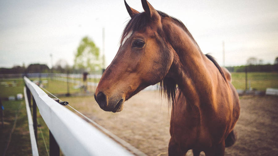 Mare Horse Face Wallpaper