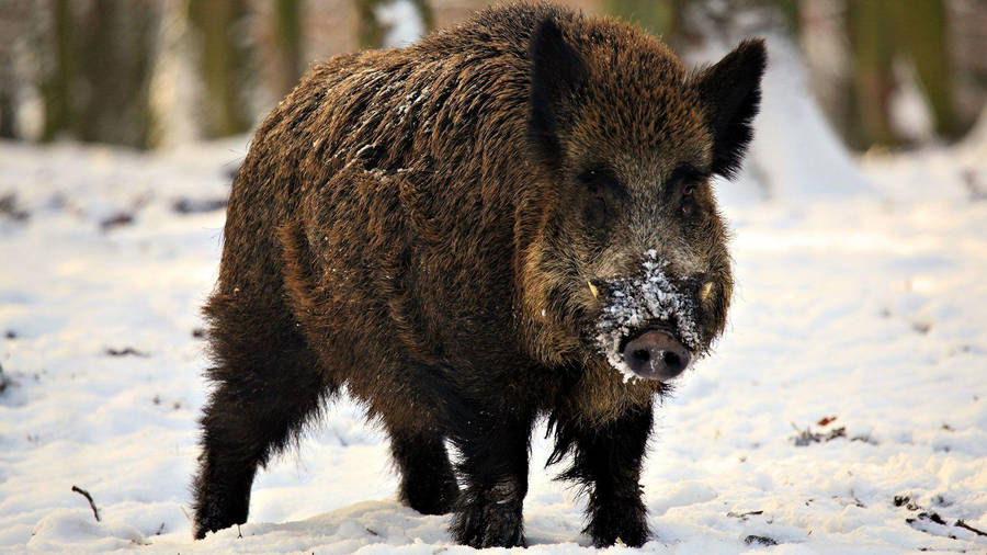 Maremman Wild Boar Wallpaper