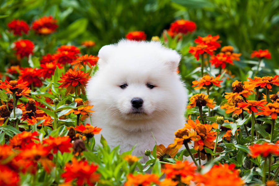 Marigold And White Puppy Wallpaper