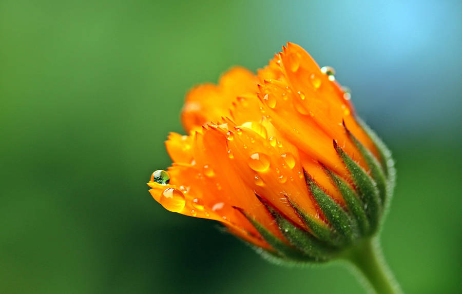 Marigold Bud Raindrops Wallpaper