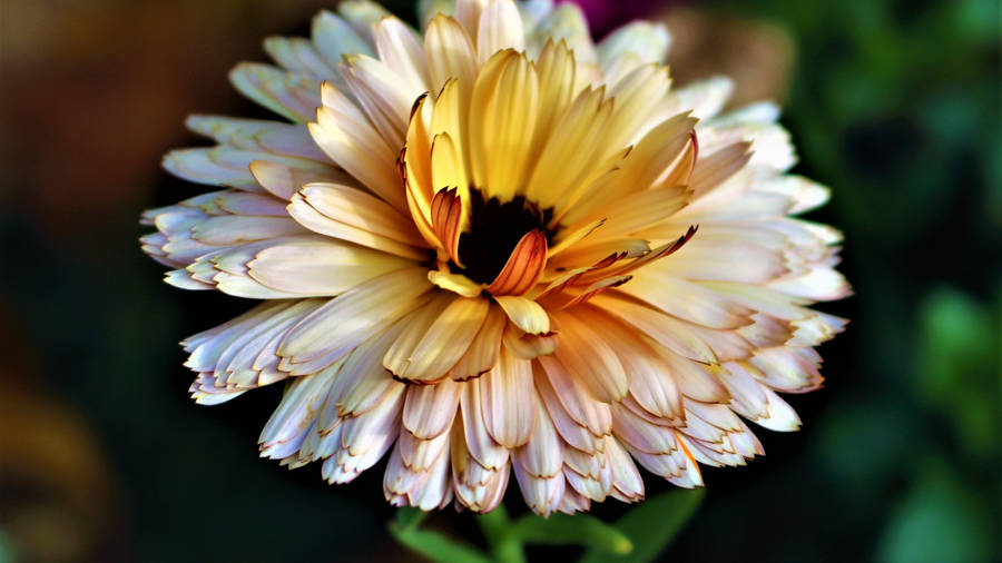 Marigold Macro Photography Wallpaper