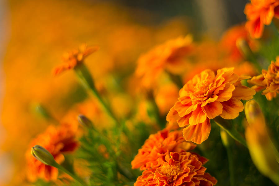 Marigold Selective Focus Shot Wallpaper