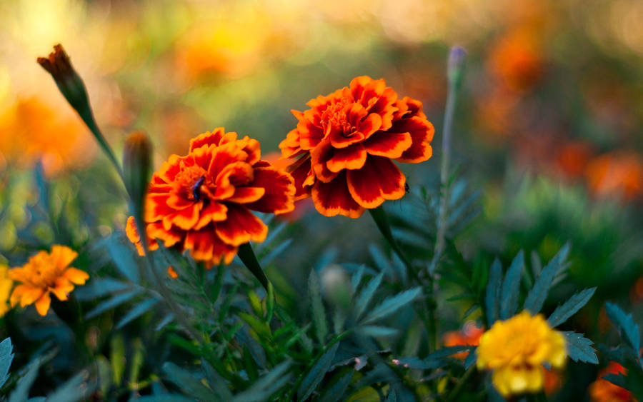 Marigold Twin Flowers Wallpaper