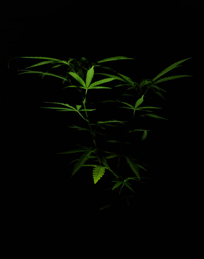 Marijuana Dark Photography Wallpaper