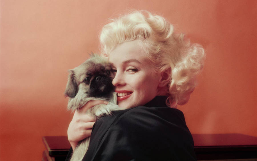Marilyn Monroe With Small Dog Wallpaper