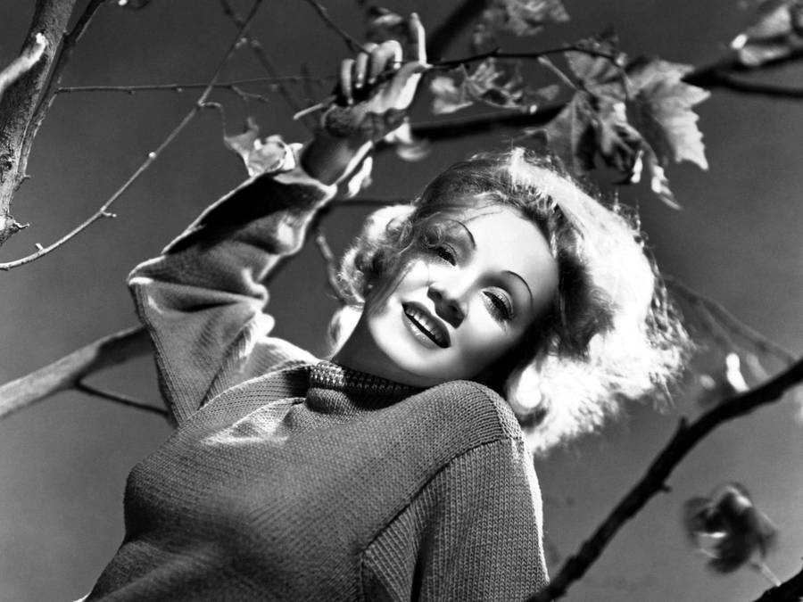 Marlene Dietrich Tree Branches Wallpaper