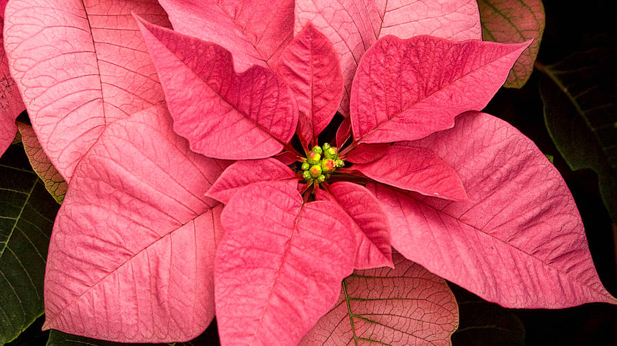 Mars Pink Poinsettia Wallpaper