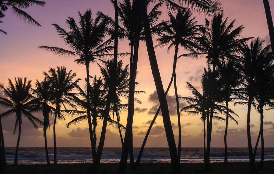 Marshall Islands Coconut Trees Wallpaper