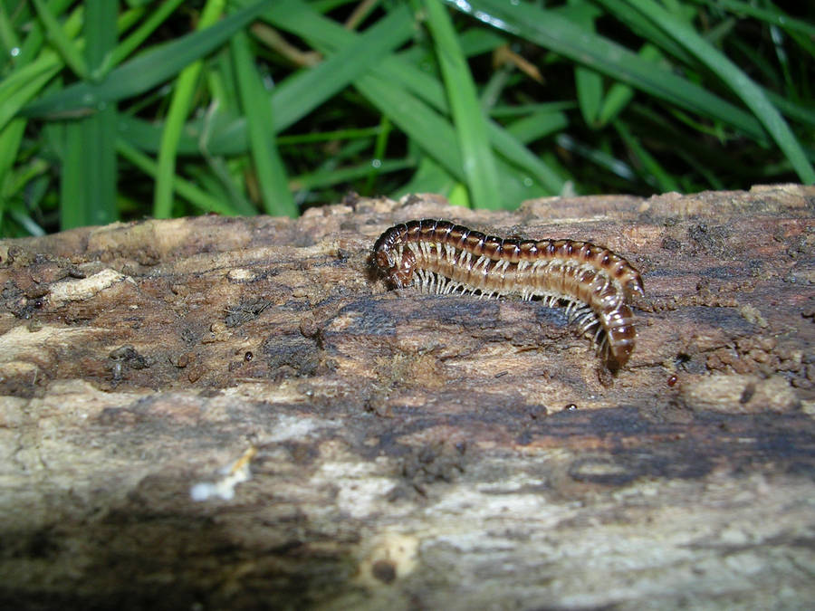 Mating Greenhouse Millipede Wallpaper