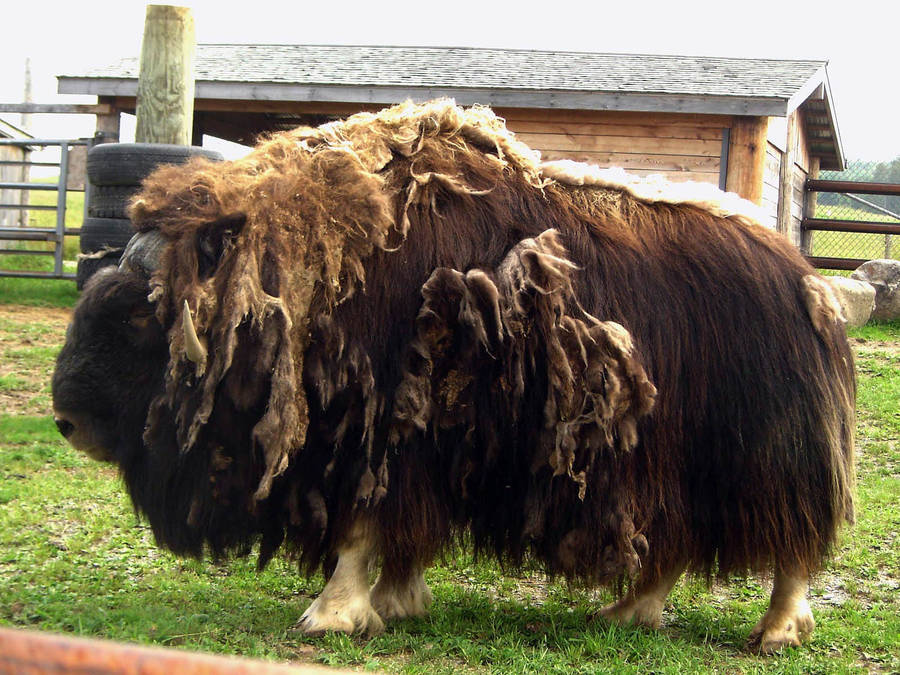 Matted Musk Ox Wallpaper