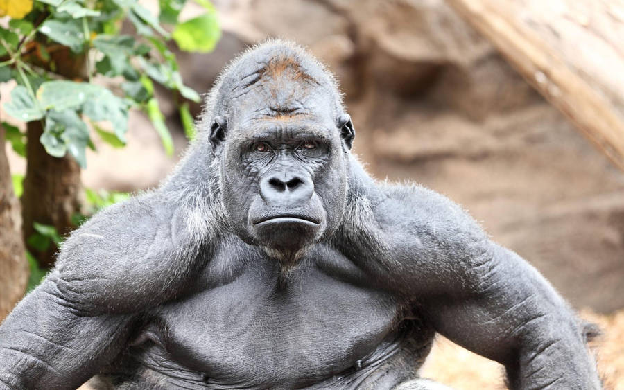 Mature Muscular Gorilla Wallpaper