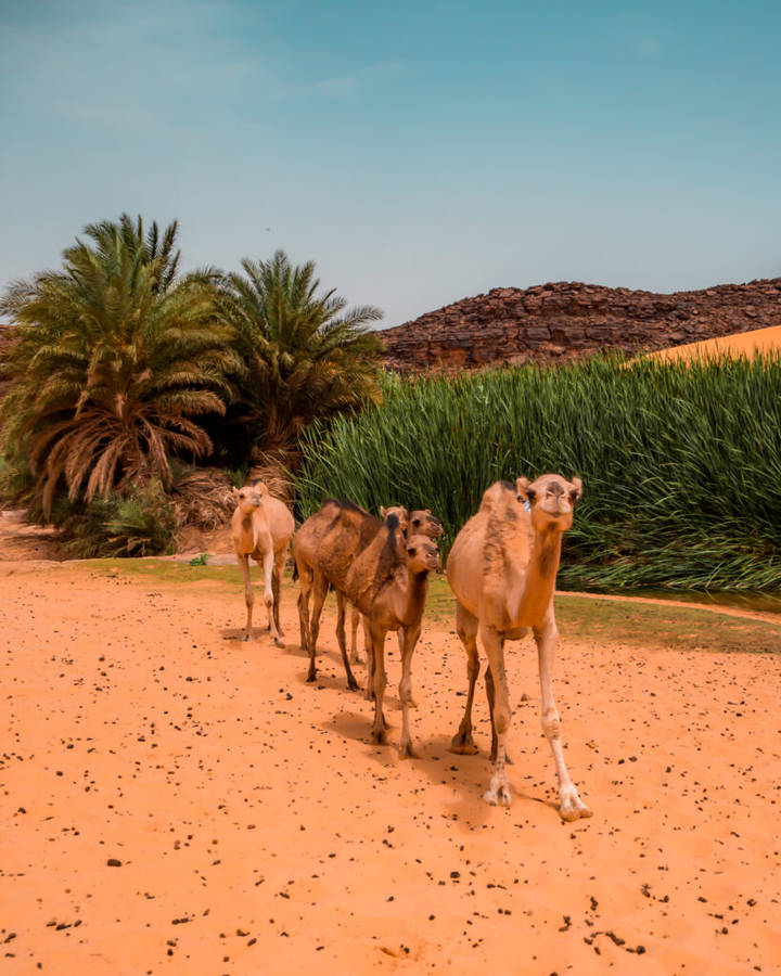 Mauritania Trees Andcamels Wallpaper