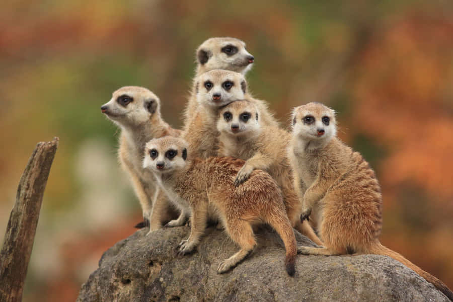 Meerkat_ Group_ Lookout Wallpaper