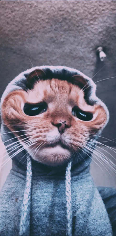 Melancholic Catin Hoodie.jpg Wallpaper