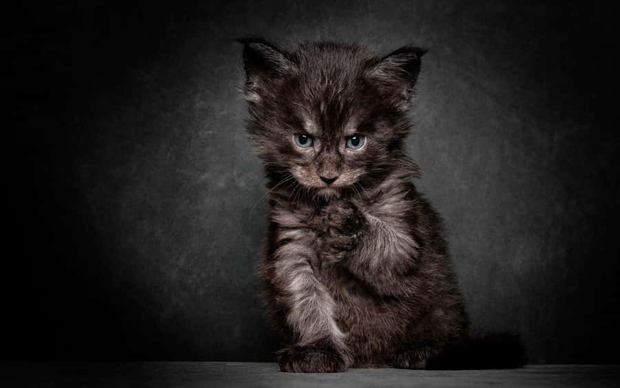 Melancholic Kitten Portrait Wallpaper